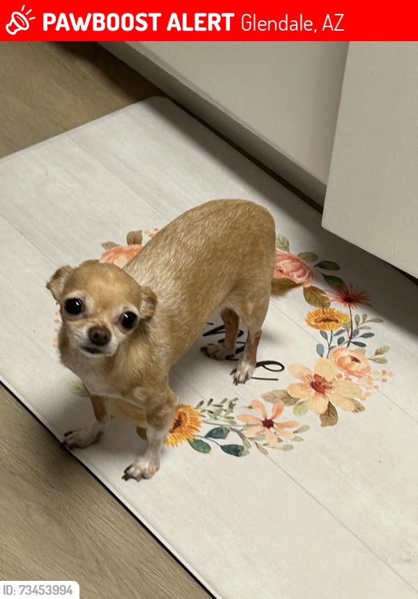 Lost Female Dog last seen 51st and glendale, Glendale, AZ 85301