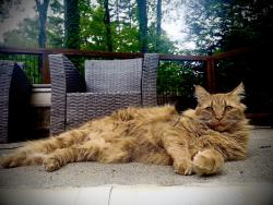 Reunited Male Cat last seen Brandyapple Dr, Raleigh, NC 27615