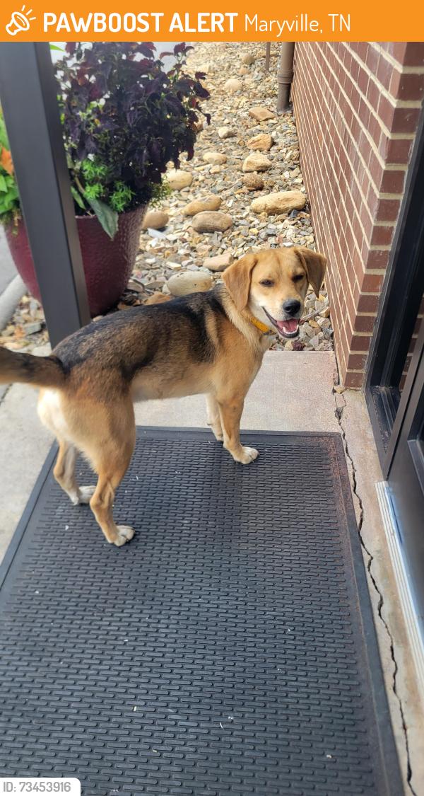 Found/Stray Male Dog last seen LEVI ST, MARYVILLE, Maryville, TN 37804