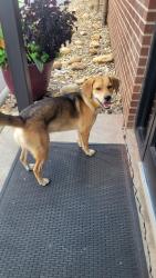 Found/Stray Male Dog last seen LEVI ST, MARYVILLE, Maryville, TN 37804