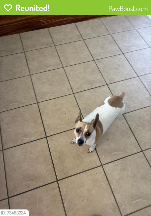 Reunited Female Dog last seen On Heathcliff, linden off Spring Hill Drive, Spring Hill, FL 34608