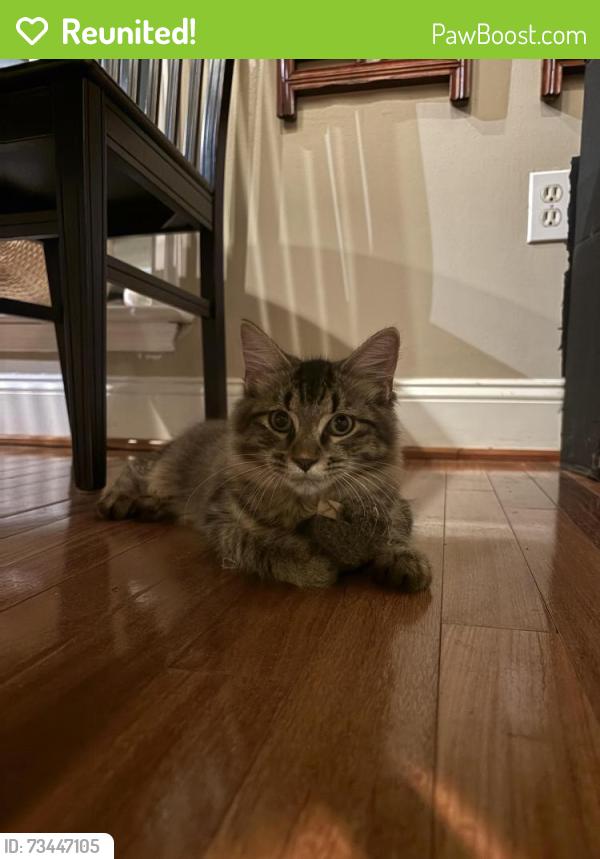 Reunited Unknown Cat last seen Near timber branch drive, Alexandria, VA 22302