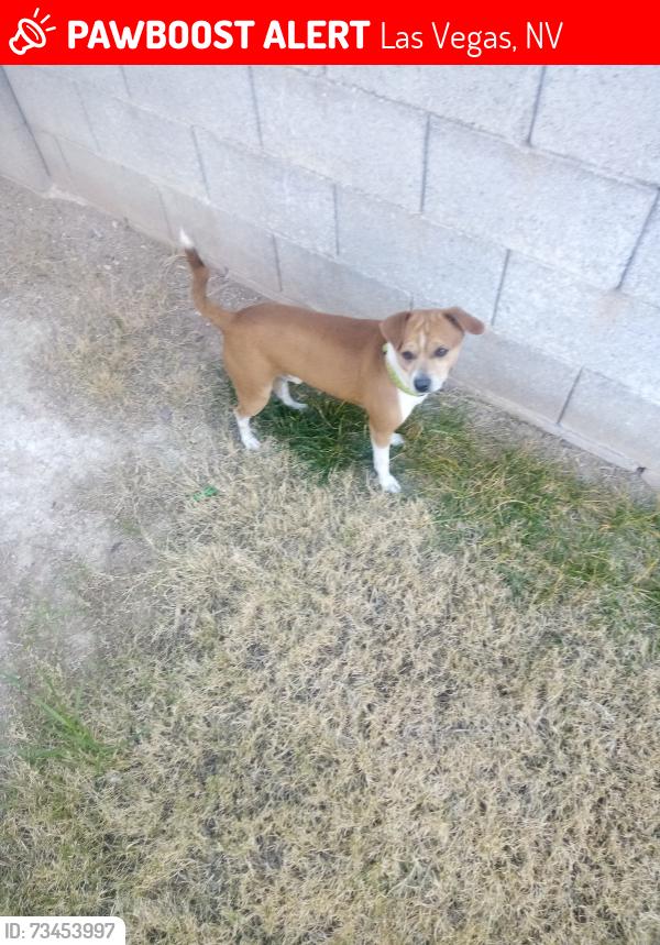 Lost Male Dog last seen tropicana and rainbow, Las Vegas, NV 89103