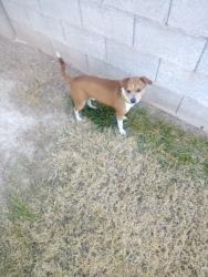 Lost Male Dog last seen tropicana and rainbow, Las Vegas, NV 89103