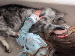 Lost Female Cat last seen Halley Elementary School, Lorton, VA 22079