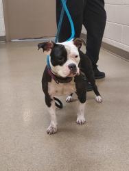 Shelter Stray Female Dog last seen Near s duncanville rd, Cedar Hill, TX, 1150 E Pleasant Run Rd, Cedar Hill, TX 75104, USA