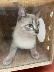 Shelter Stray Unknown Cat last seen 500-blk. Wind River Dr., Duncanville, TX, 1150 E Pleasant Run Rd, Cedar Hill, TX 75104, USA