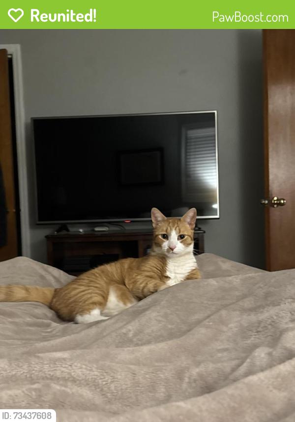 Reunited Male Cat last seen Where Mills Avenue veers into Marue Drive. Behind the CVS, Greenville, SC 29605