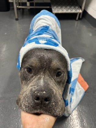 Shelter Stray Female Dog last seen Near Glenwood Road, 30032, GA, 3280 Chamblee Dunwoody Rd, Chamblee, GA 30341, USA