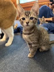 Shelter Stray Male Cat last seen Near Elaine Dr Decatur, GA 30035, 30035, GA, 3280 Chamblee Dunwoody Rd, Chamblee, GA 30341, USA