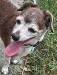 Shelter Stray Male Dog last seen Near Evenridge Lane, Unknown, TX, 11300 Nacogdoches Rd, San Antonio, TX 78217, USA
