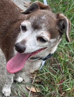 Shelter Stray Male Dog last seen Near Evenridge Lane, Unknown, TX, 11300 Nacogdoches Rd, San Antonio, TX 78217, USA