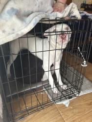 Shelter Stray Male Dog last seen , North District, TX, 355 Hillshire Dr, Haslet, TX 76052, USA