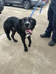 Shelter Stray Male Dog last seen Near E Berry St, Central District, TX, 355 Hillshire Dr, Haslet, TX 76052, USA