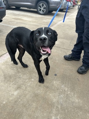 Shelter Stray Male Dog last seen Near E Berry St, Central District, TX, 355 Hillshire Dr, Haslet, TX 76052, USA