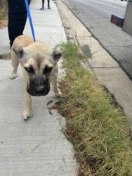 Shelter Stray Female Dog last seen Near Vaughn Blvd, Central District, TX, 355 Hillshire Dr, Haslet, TX 76052, USA