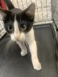 Shelter Stray Male Cat last seen Near MARTIN ST, East District, TX, 355 Hillshire Dr, Haslet, TX 76052, USA