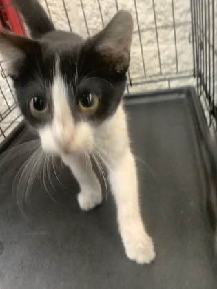 Shelter Stray Male Cat last seen Near MARTIN ST, East District, TX, 355 Hillshire Dr, Haslet, TX 76052, USA