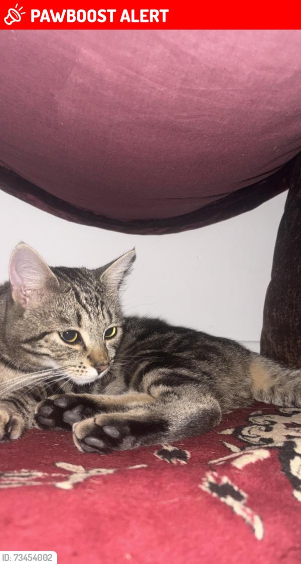 Lost Male Cat last seen Hermits Croft, West Midlands, England CV3 5HA