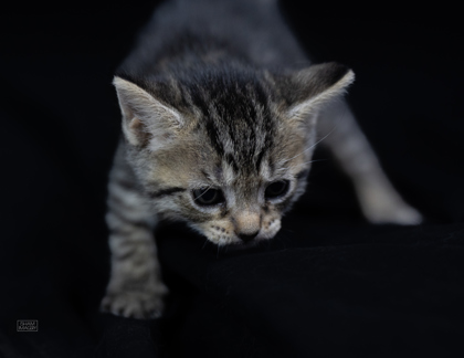 Shelter Stray Female Cat last seen Near Dudley AVE, 21213, MD, 2490 Giles Rd, Baltimore, MD 21225, USA
