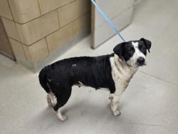 Shelter Stray Female Dog last seen Near Rancho Dr, 75149, TX, 1650 Gross Rd, Mesquite, TX 75149, USA