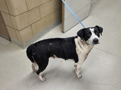 Shelter Stray Female Dog last seen Near Rancho Dr, 75149, TX, 1650 Gross Rd, Mesquite, TX 75149, USA