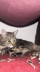 Lost Male Cat last seen Hermits Croft, West Midlands, England CV3 5HA