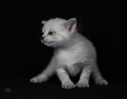 Shelter Stray Female Cat last seen Near Dudley AVE, 21213, MD, 2490 Giles Rd, Baltimore, MD 21225, USA