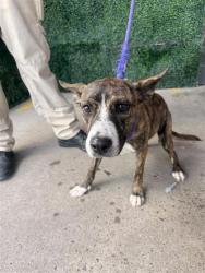 Shelter Stray Male Dog last seen Near Granite, CITY of El Paso, TX, 5001 Fred Wilson Ave, El Paso, TX 79906, USA