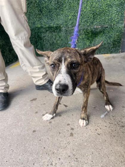 Shelter Stray Male Dog last seen Near Granite, CITY of El Paso, TX, 5001 Fred Wilson Ave, El Paso, TX 79906, USA