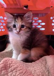 Shelter Stray Female Cat last seen Near WHARF COVE, CITY of El Paso, TX, 5001 Fred Wilson Ave, El Paso, TX 79906, USA