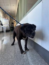 Shelter Stray Male Dog last seen Near Congress Ave, Oakland, CA, 1101 29th Ave, Oakland, CA 94601, USA