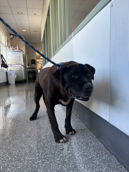 Shelter Stray Male Dog last seen Near Congress Ave, Oakland, CA, 1101 29th Ave, Oakland, CA 94601, USA