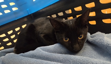 Shelter Stray Male Cat last seen WATT AVE at WHITNEY AVE, Sacramento County, CA, 6201 Florin Perkins Rd, Sacramento, CA 95828, USA