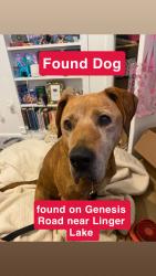 Found/Stray Male Dog last seen Cobb & Genesis near Linger Lake, Crossville, TN 38571