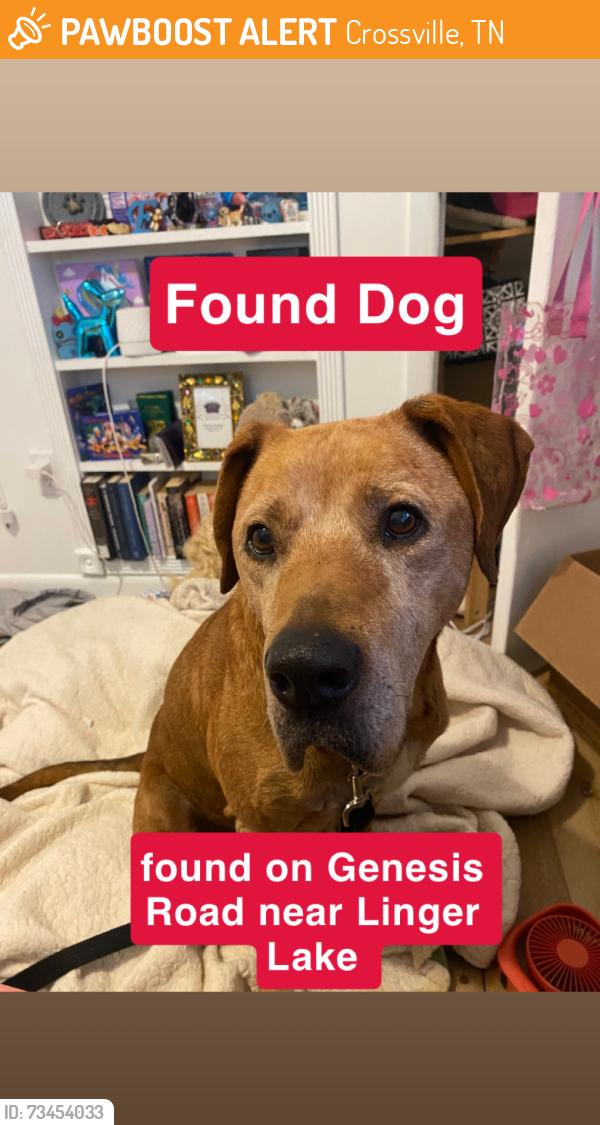 Found/Stray Male Dog last seen Cobb & Genesis near Linger Lake, Crossville, TN 38571