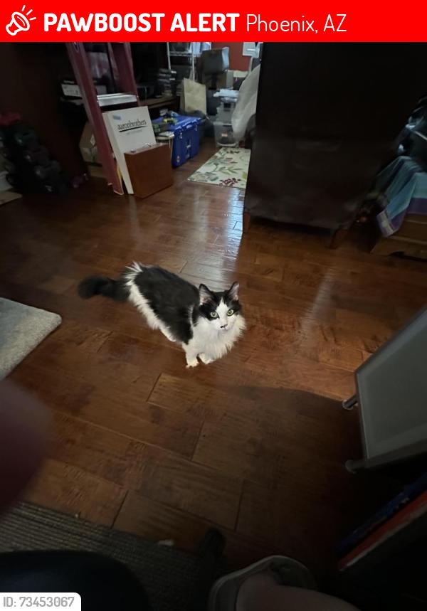 Lost Male Cat last seen north deer valley and 40th street, Phoenix, AZ 85050