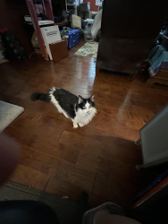 Lost Male Cat last seen north deer valley and 40th street, Phoenix, AZ 85050