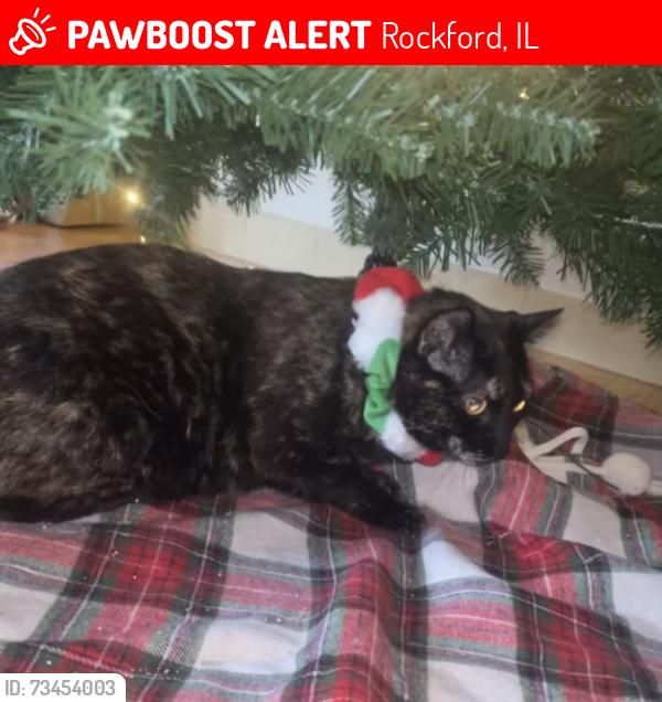 Lost Female Cat last seen Midtown Area, Rockford, IL 61104