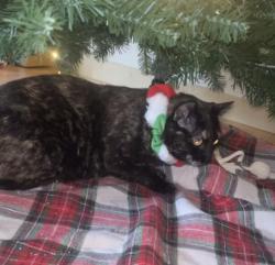 Lost Female Cat last seen Midtown Area, Rockford, IL 61104