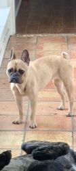 Lost Female Dog last seen Waxahachie golf course, Waxahachie, TX 75165