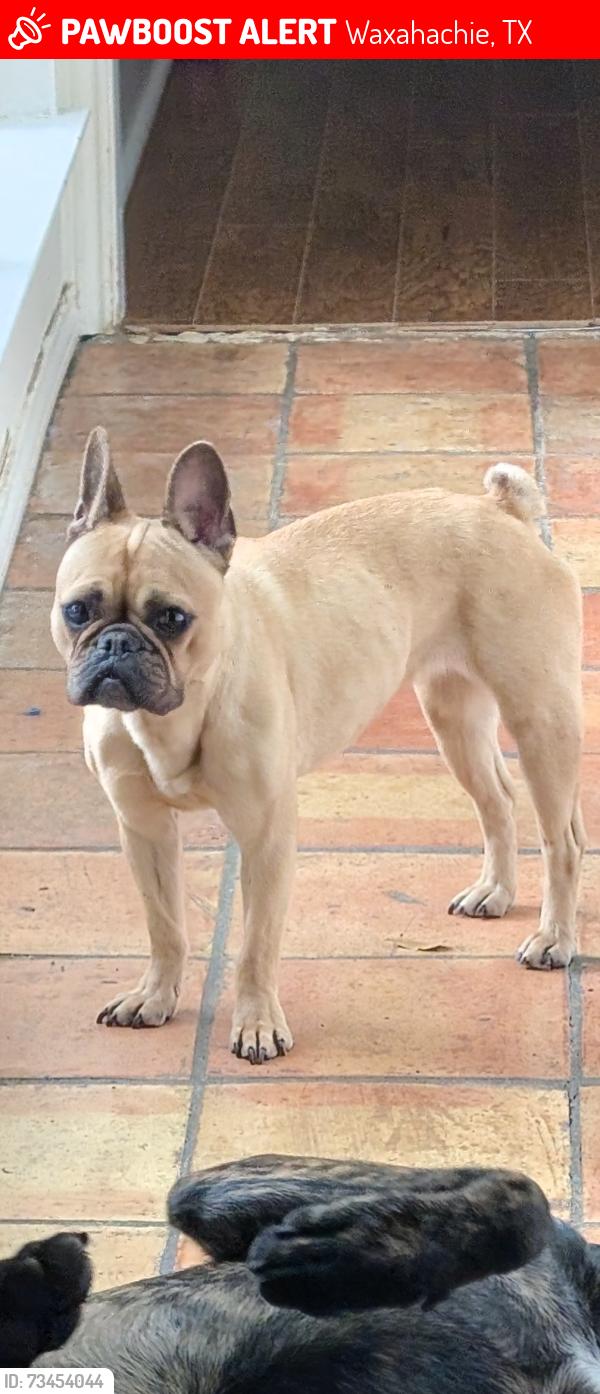 Lost Female Dog last seen Waxahachie golf course, Waxahachie, TX 75165