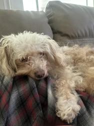 Lost Female Dog last seen Chapman /euclid, Garden Grove, CA 92841