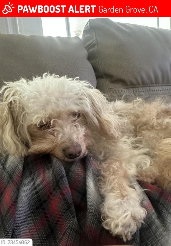 Lost Female Dog last seen Chapman /euclid, Garden Grove, CA 92841