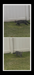 Found/Stray Unknown Cat last seen Castlevecchio Loop and Little Creek Rd, Alafaya, FL 32825