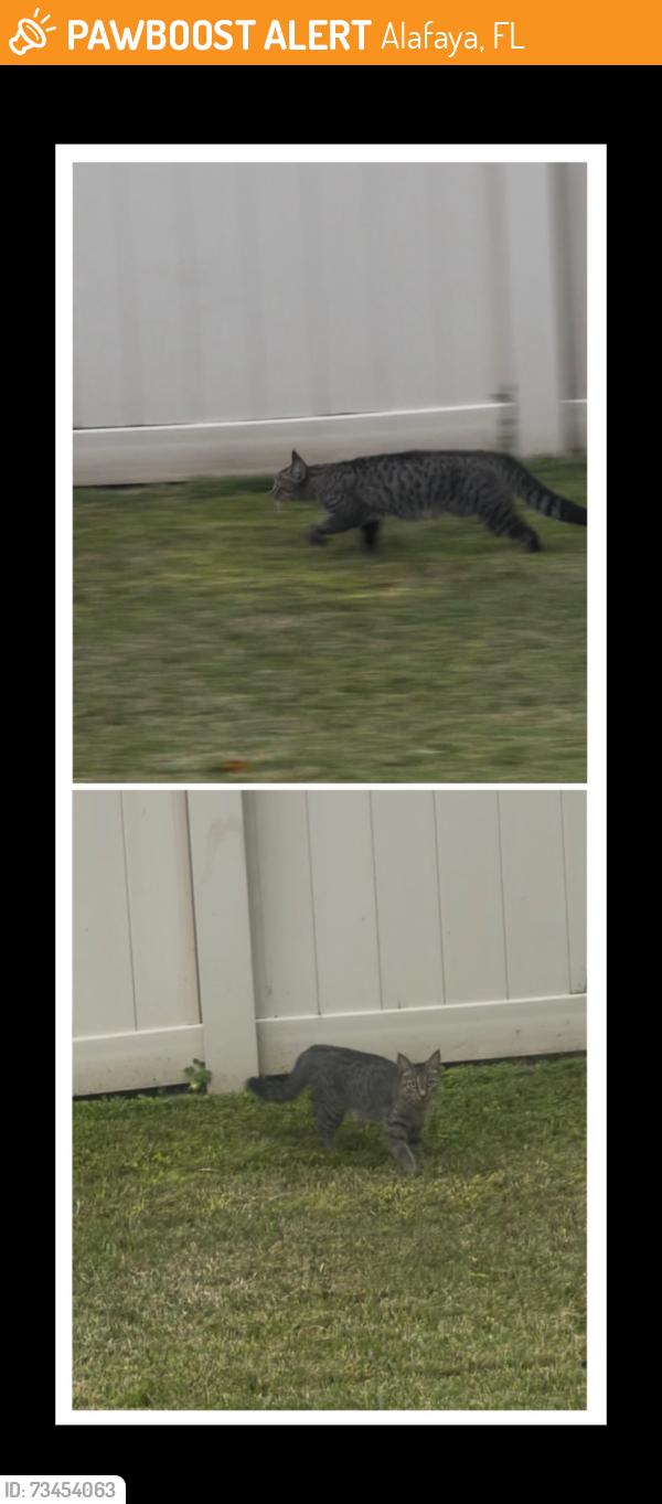 Found/Stray Unknown Cat last seen Castlevecchio Loop and Little Creek Rd, Alafaya, FL 32825