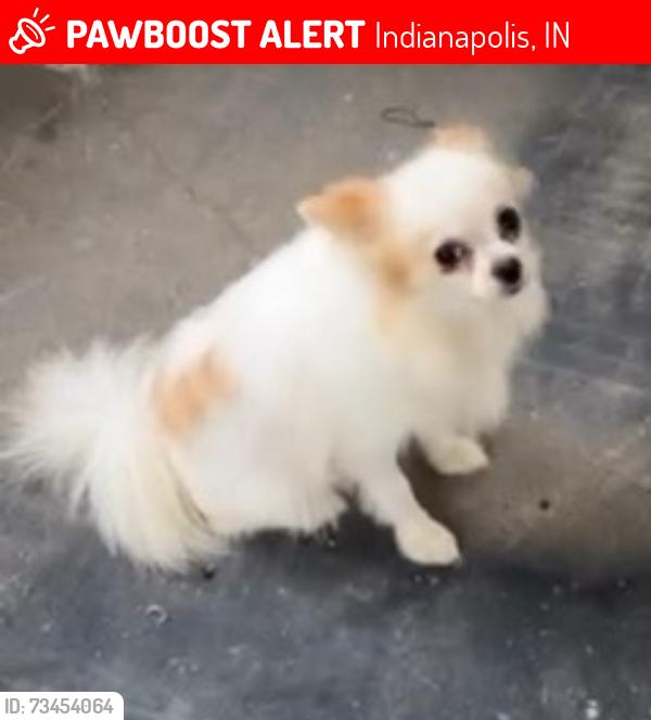 Lost Female Dog last seen Near the monon trail, 30th and college, Indianapolis, IN 46205