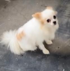 Lost Female Dog last seen Near the monon trail, 30th and college, Indianapolis, IN 46205