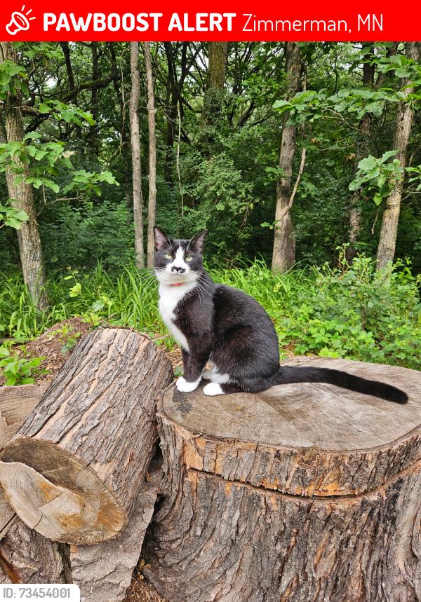 Lost Female Cat last seen 277th Ave and 128th St, Zimmerman, MN 55398