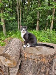Lost Female Cat last seen 277th Ave and 128th St, Zimmerman, MN 55398